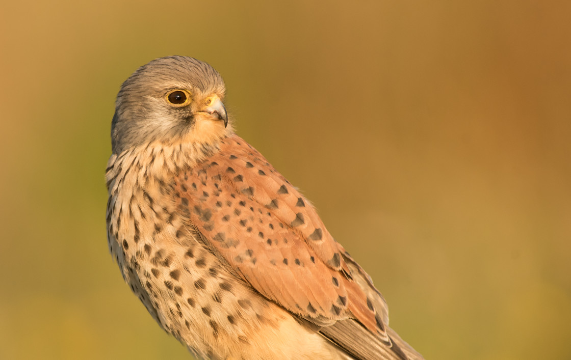 "Kestrel" stock image