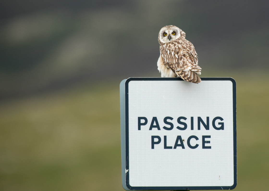 "Short Eared Owl, North Uist" stock image