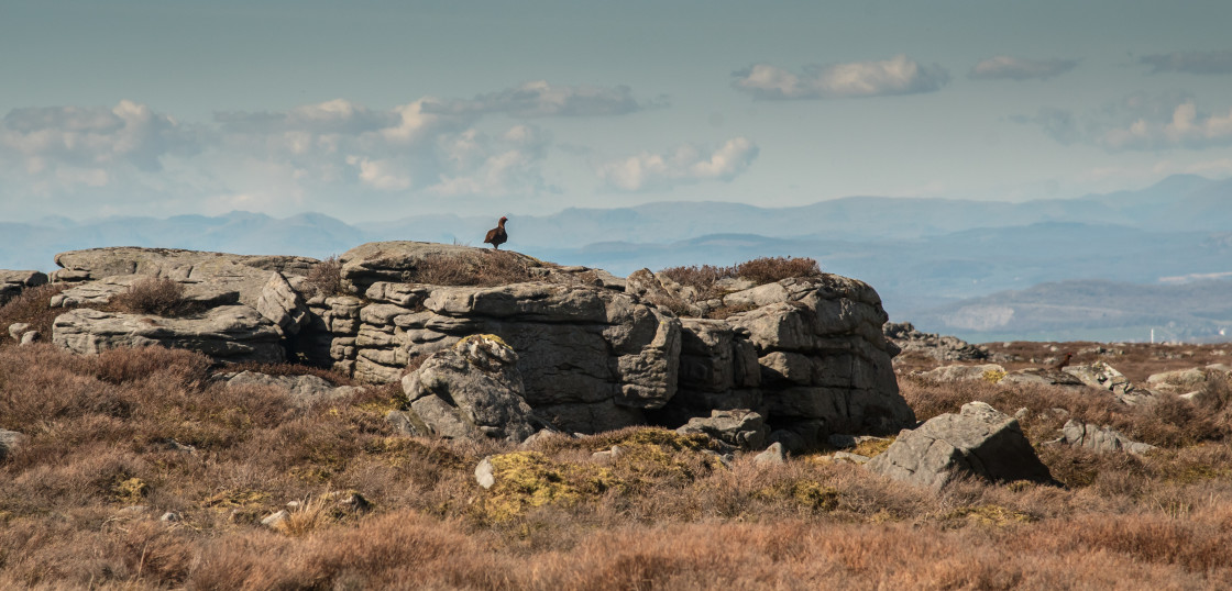 "Red Grouse, Clougha Pike" stock image