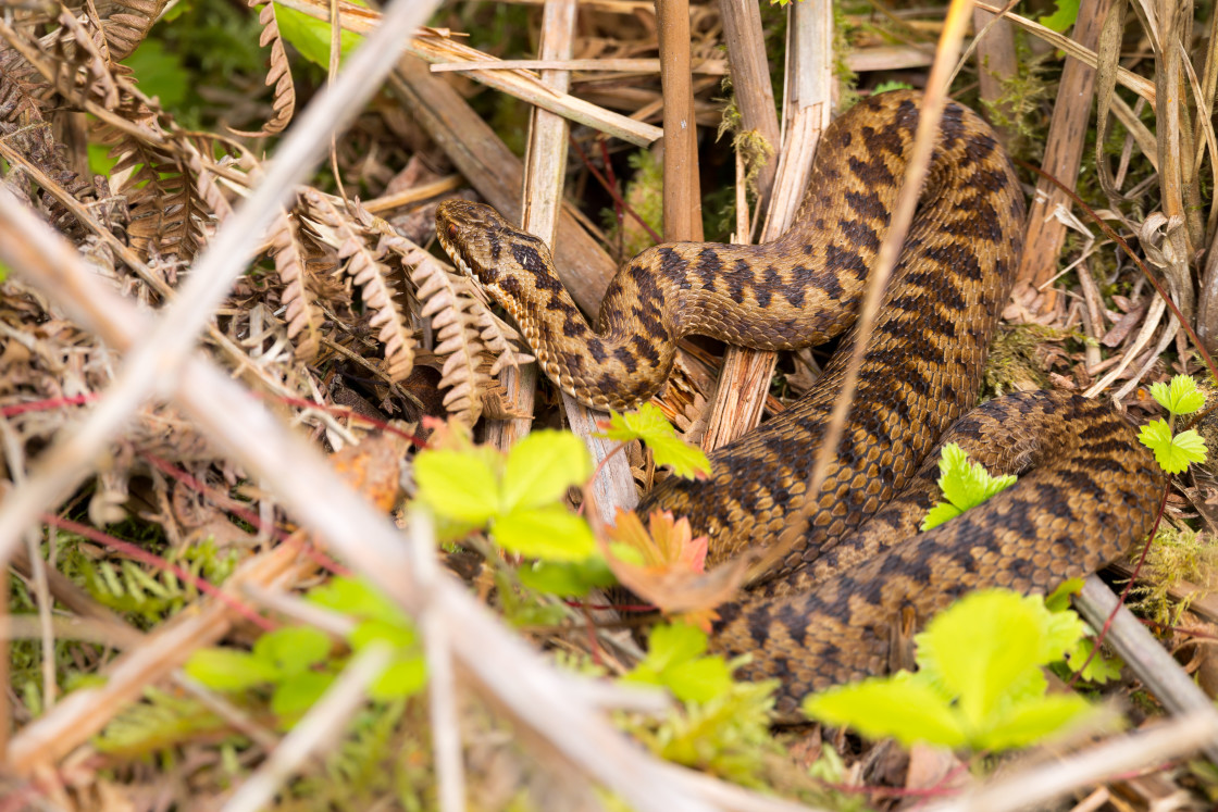 "Female Adder Snake" stock image