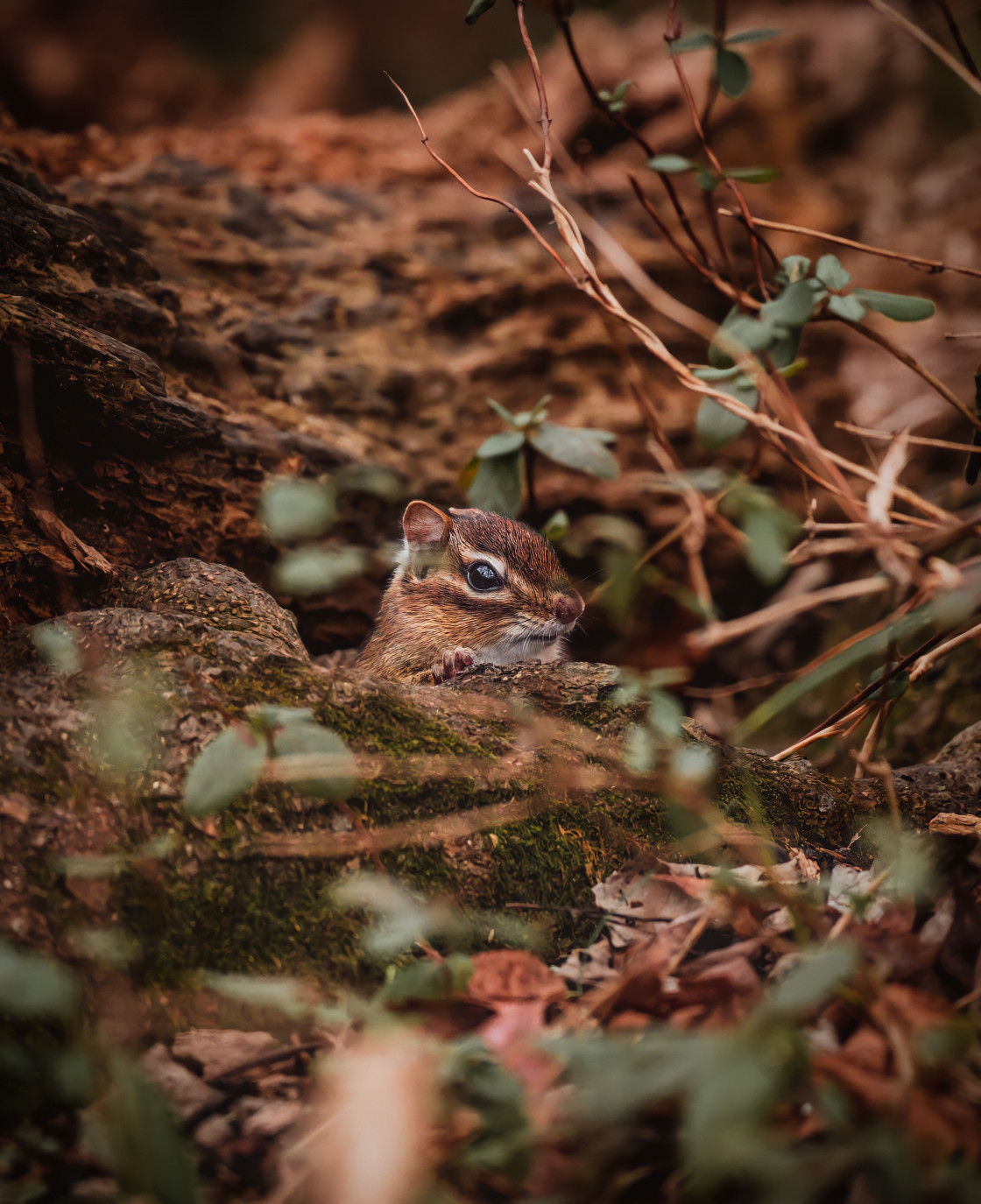 "Eastern Chipmunk" stock image