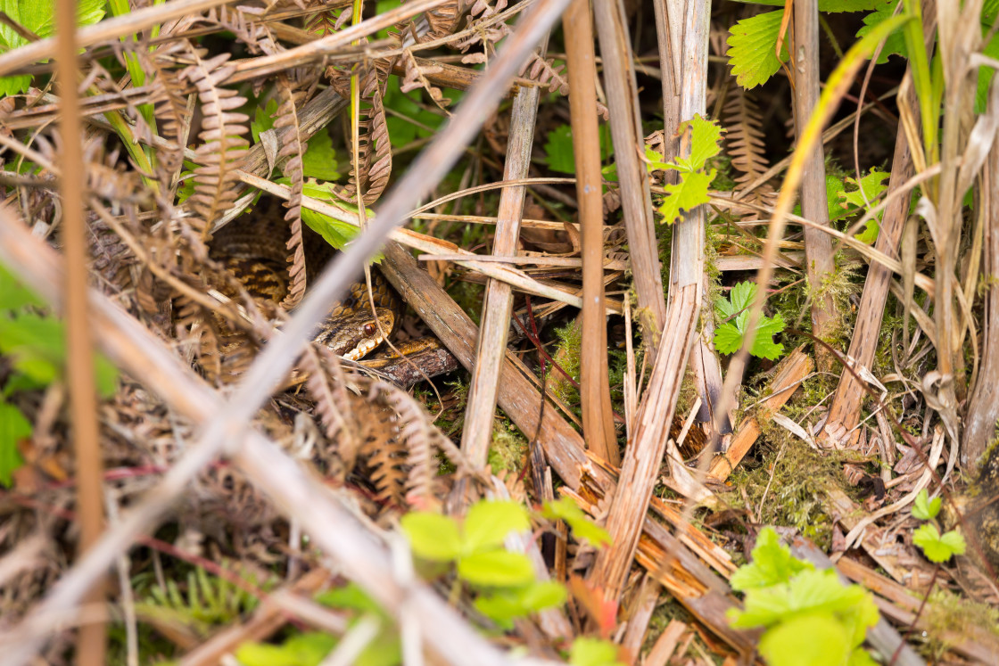 "Adder Snake Hiding" stock image