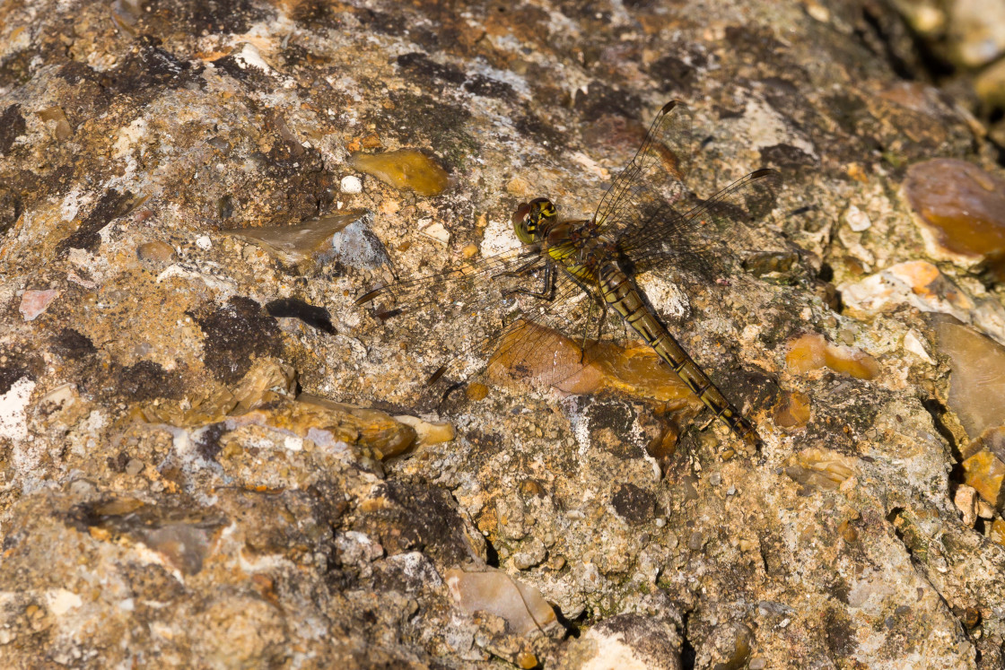 "Mature Female Common Darter Dragonfly" stock image