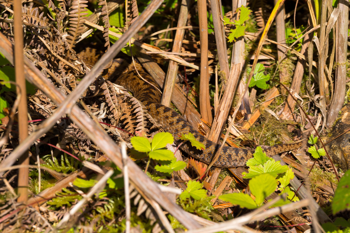 "Adder Tail" stock image