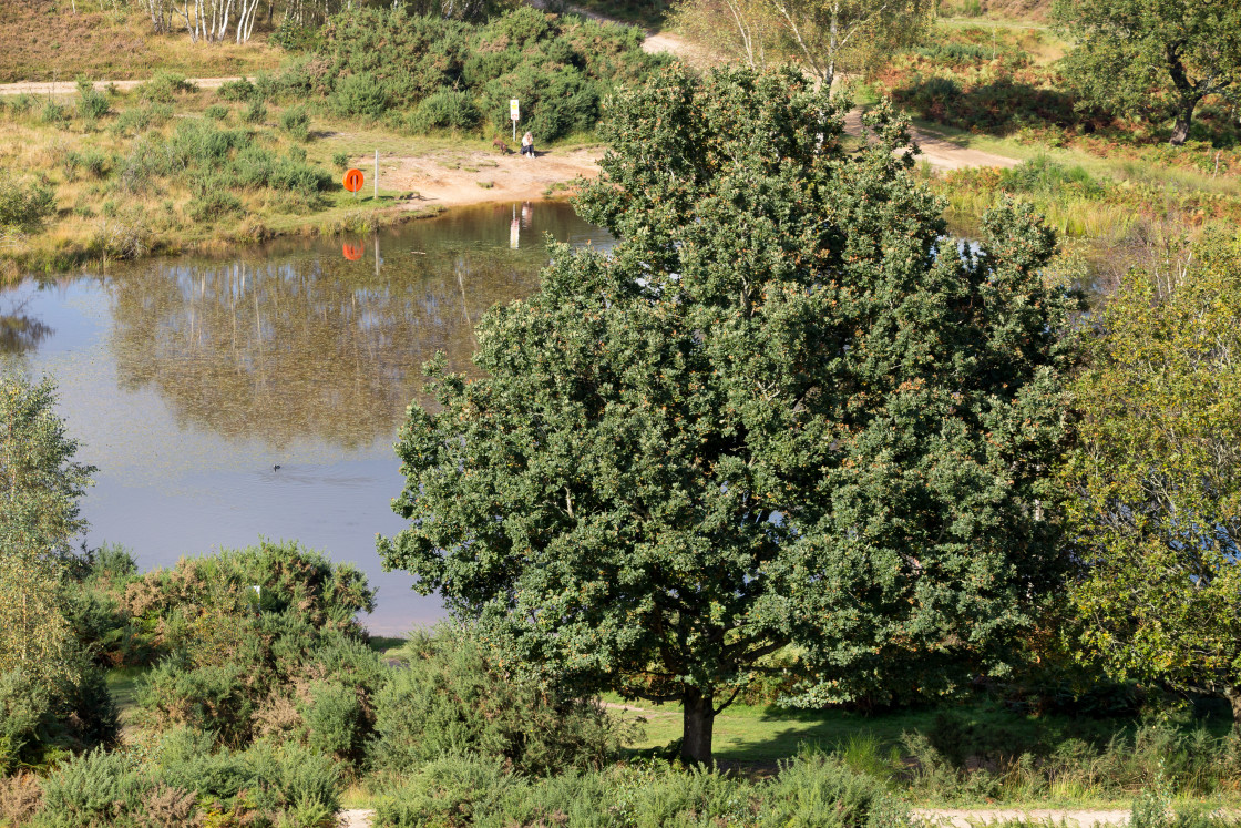 "Caesar's Camp Pond" stock image