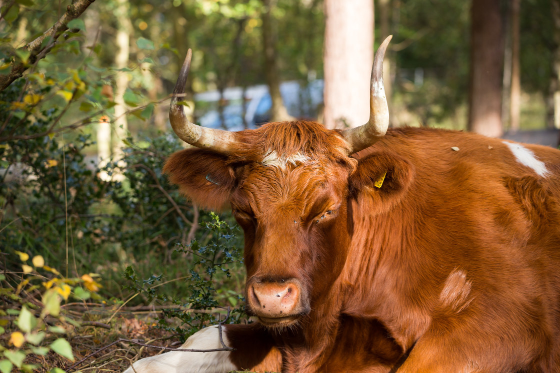 "Cow Resting" stock image