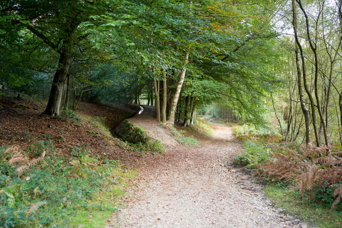 "Woodland Pathway" by Gordon England - $12.57 "Woodland Pathway" stock image