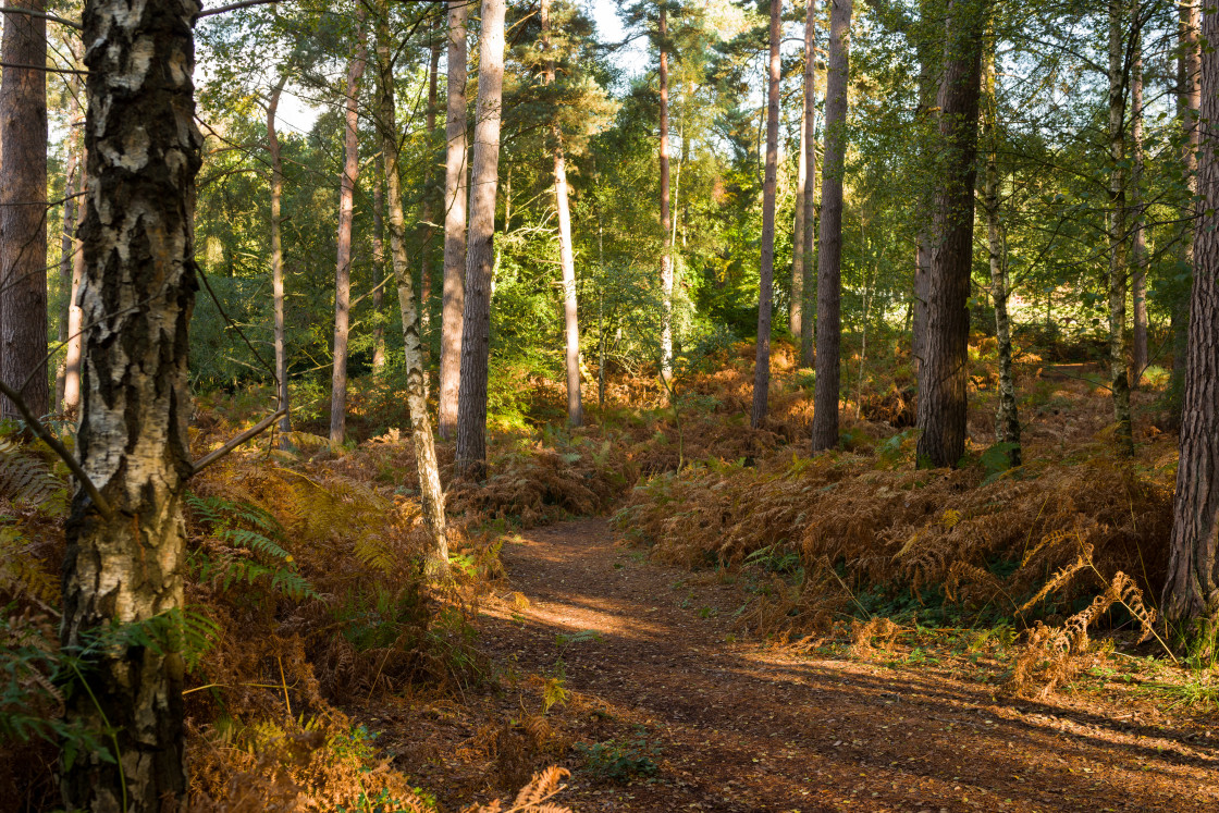 "Woodland Walk" stock image