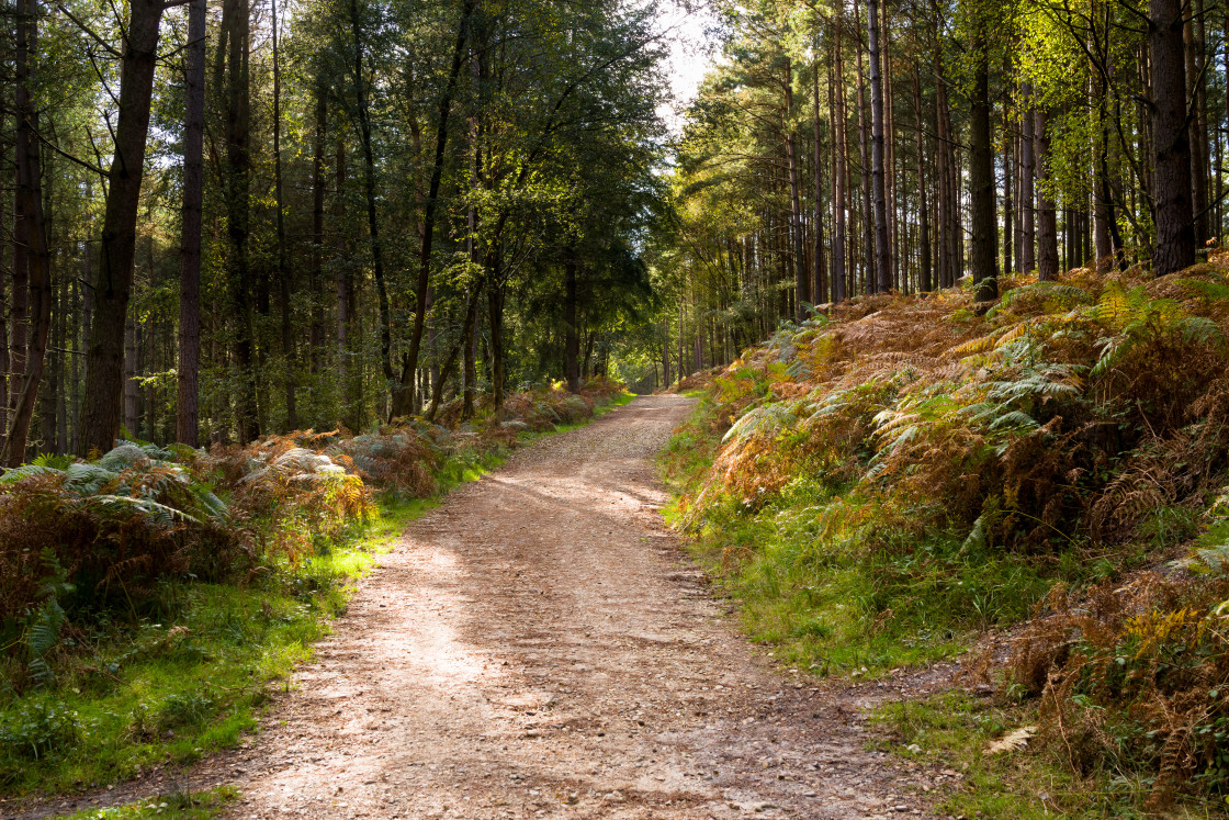 "Woodland Pathway" stock image