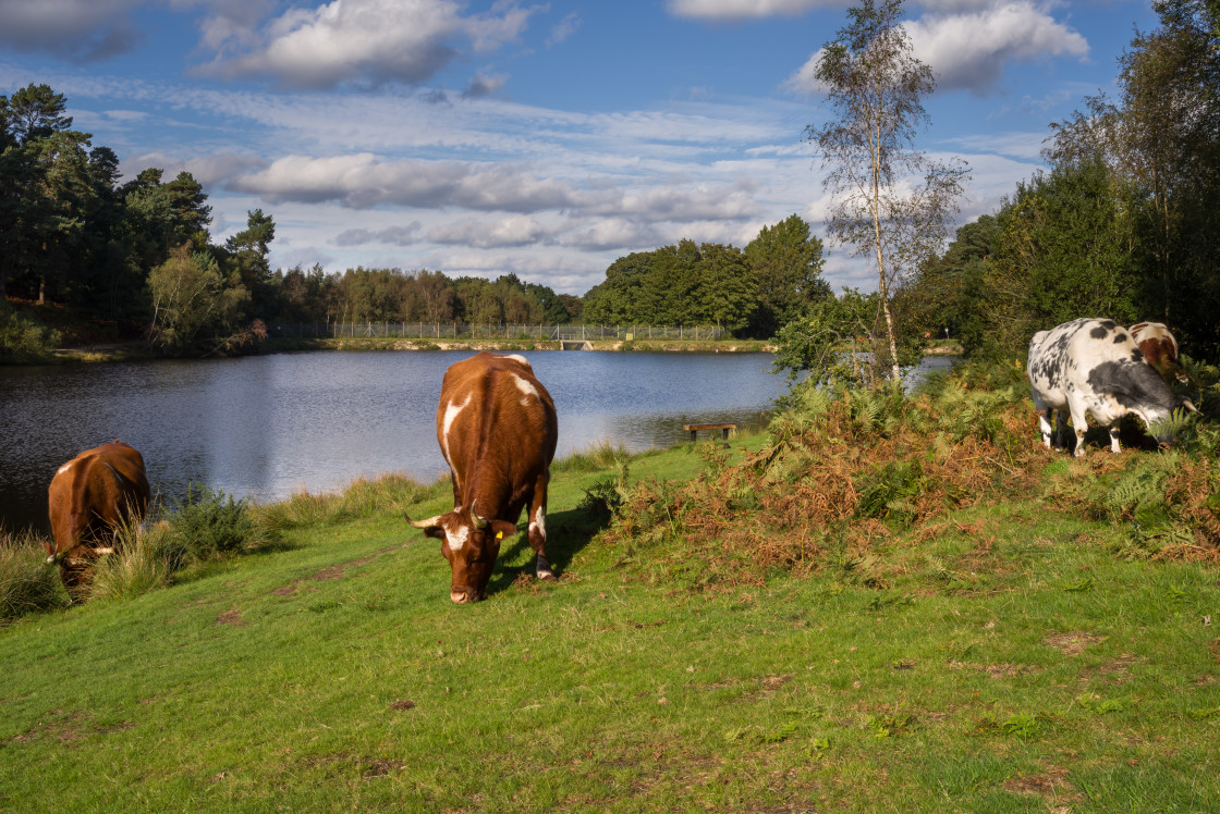 "Cows Grazing by Lake" stock image