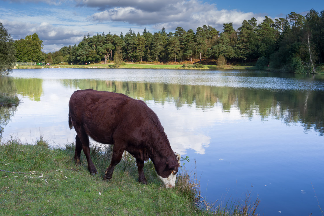 "Cow Grazing by Lake" stock image