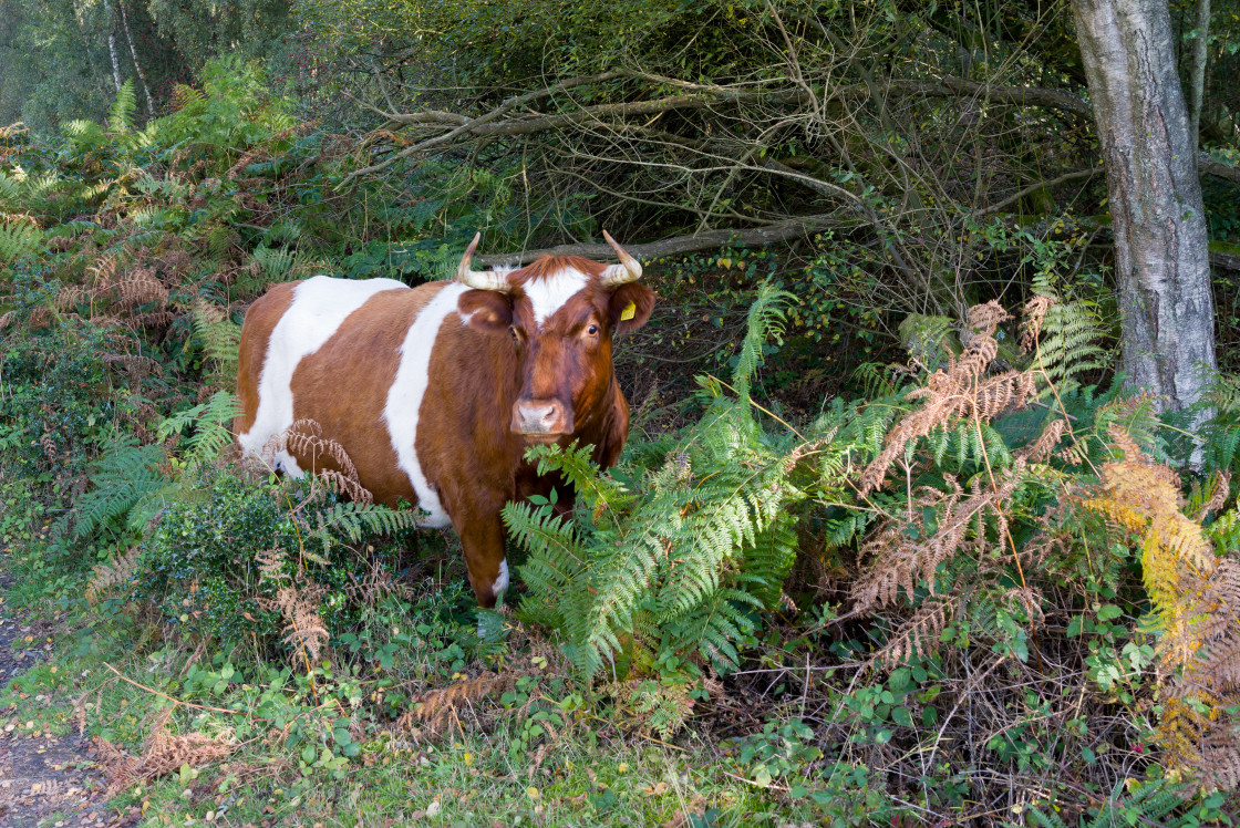 "Cow" stock image