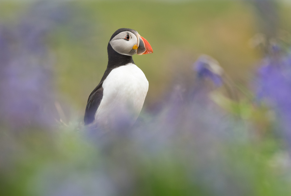 "Puffin in Bluebells" stock image