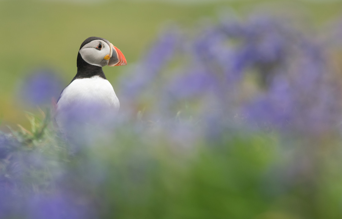 "Puffin in Bluebells" stock image