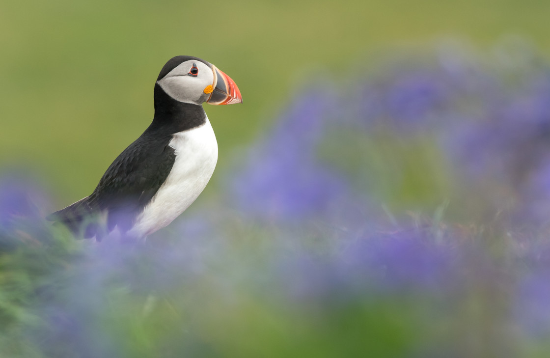 "Puffin in Bluebells" stock image