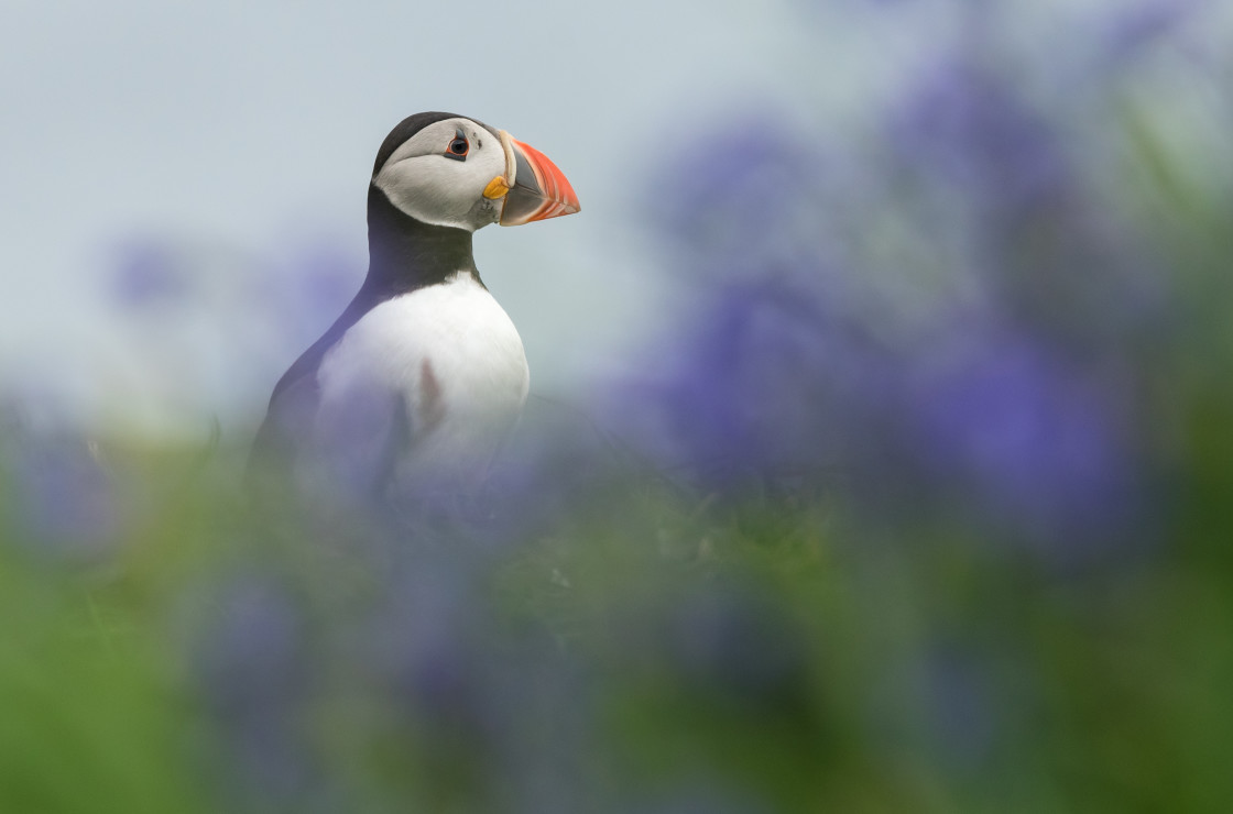 "Puffin in Bluebells" stock image