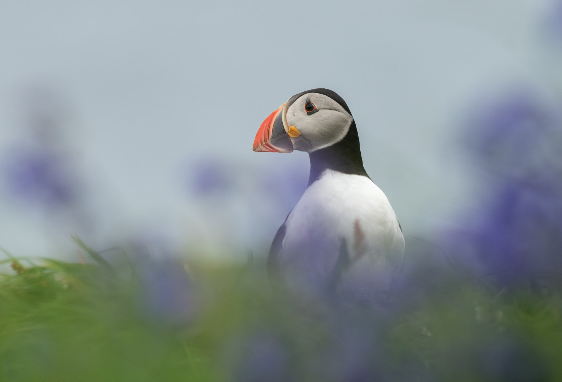 "Puffin in Bluebells" stock image