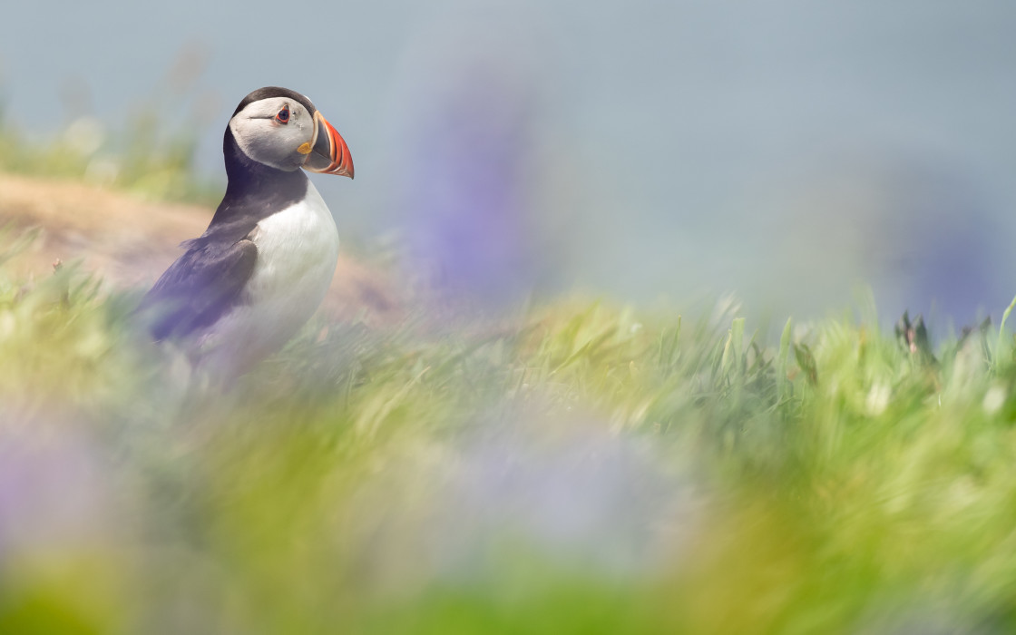 "Puffin in Bluebells" stock image