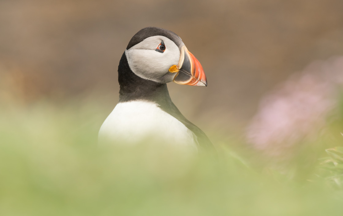 "Puffin, Lunga" stock image