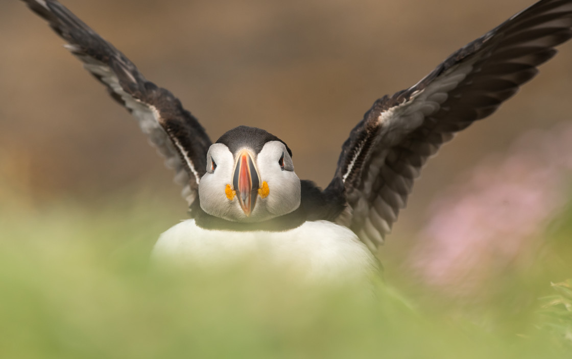 "Puffin Wing flap" stock image