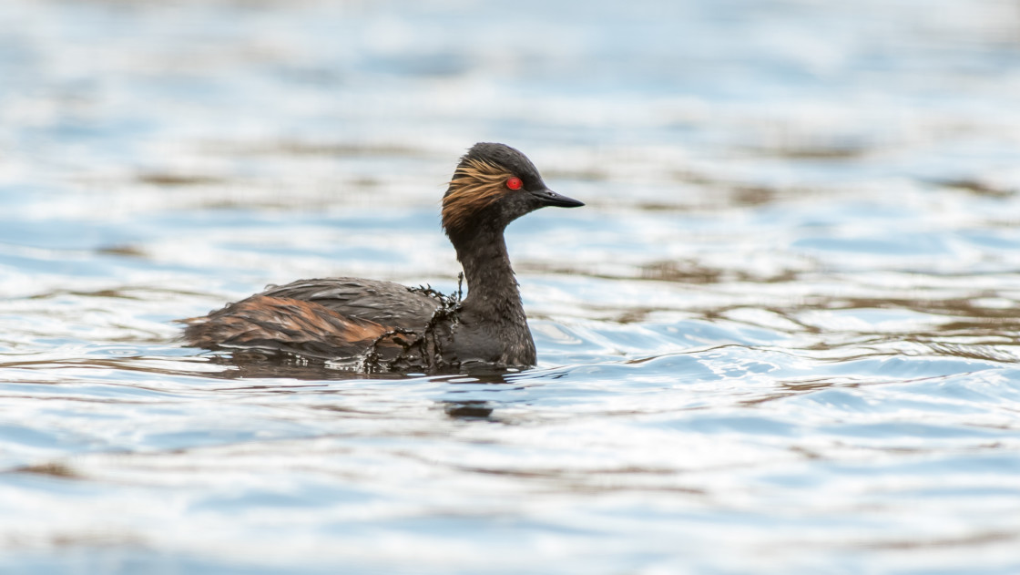 "Black Necked Grebe, Yorkshire" stock image