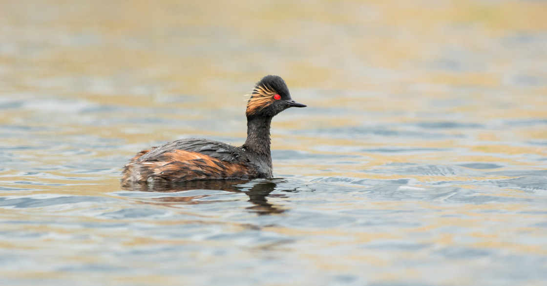 "Black Necked Grebe" stock image