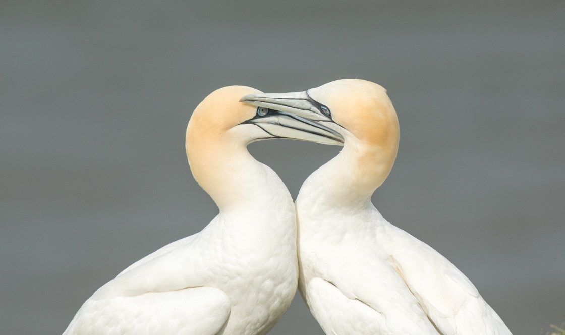 "Gannet Love" stock image