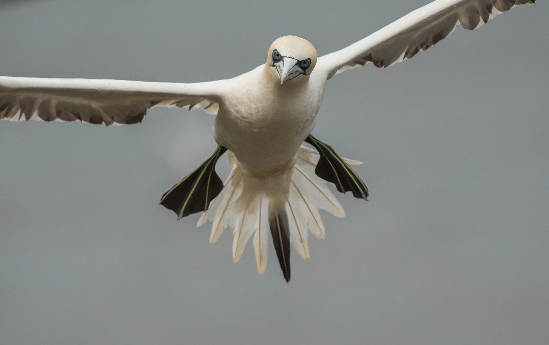 "Gannet, Coming into land" stock image