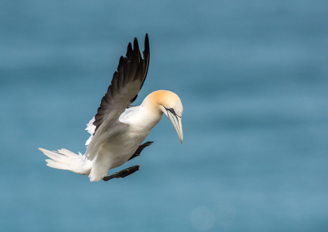 "Northern Gannet, Bempton Cliffs" stock image