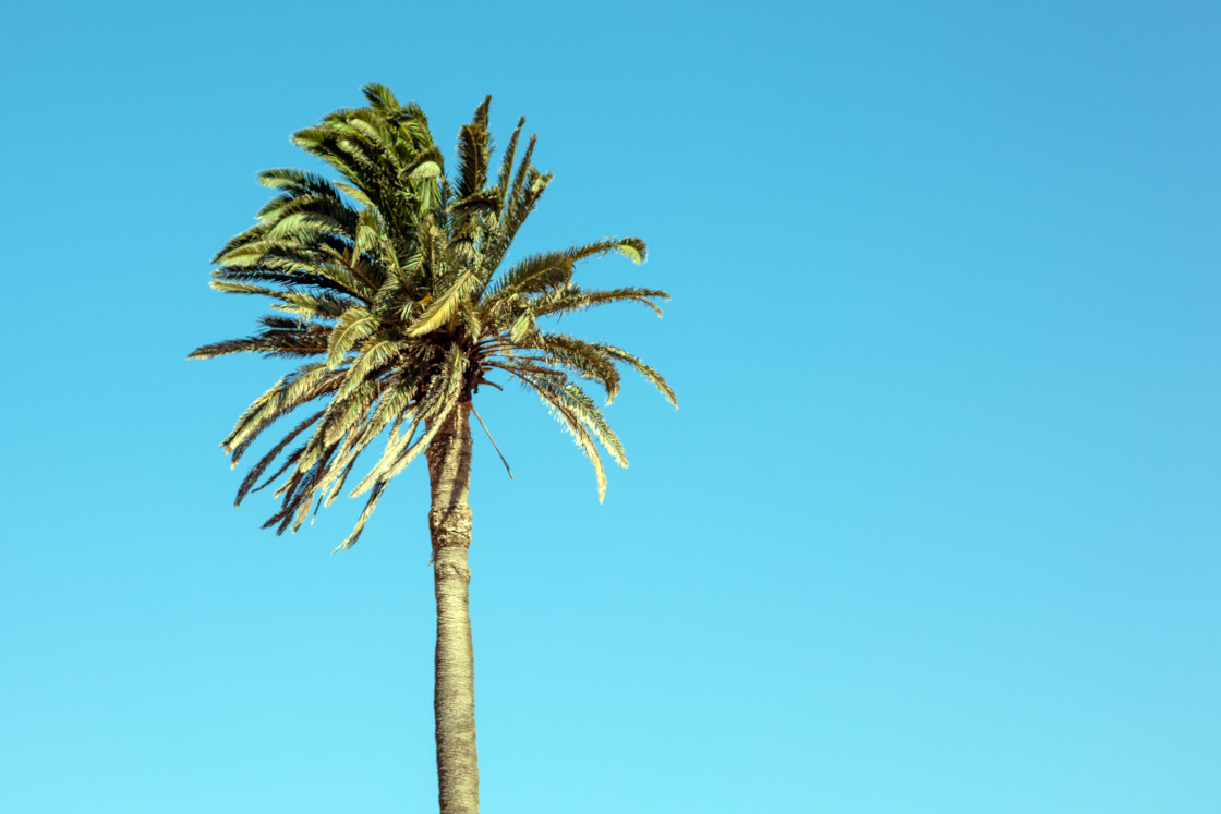 "LONELY PALMTREE" by LYDIBERN.ART - £10.00 "LONELY PALMTREE" stock image