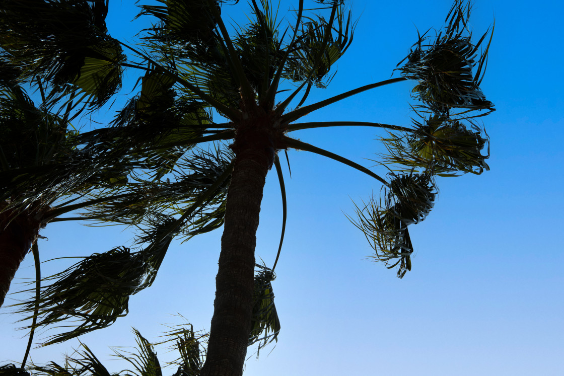 "PALMTREE IN THE WIND" by LYDIBERN.ART - £10.00 "PALMTREE IN THE WIND" stock image