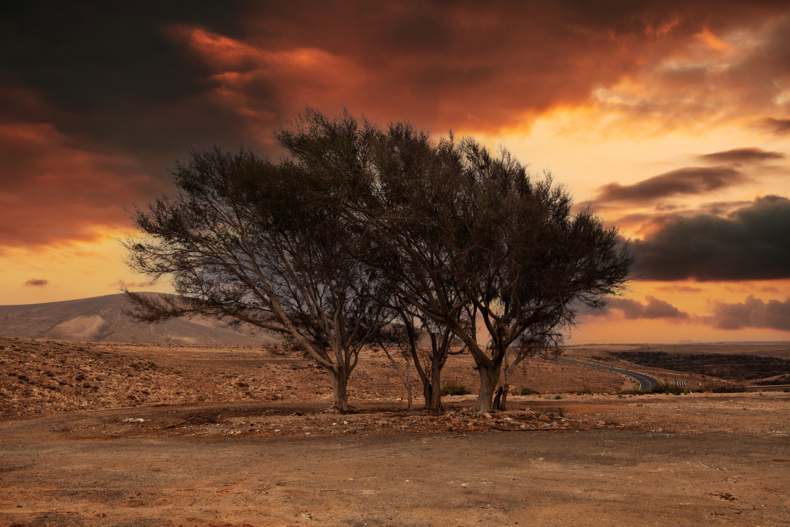 "TREES BEFORE STORM" by LYDIBERN.ART - £19.00 "TREES BEFORE STORM" stock image