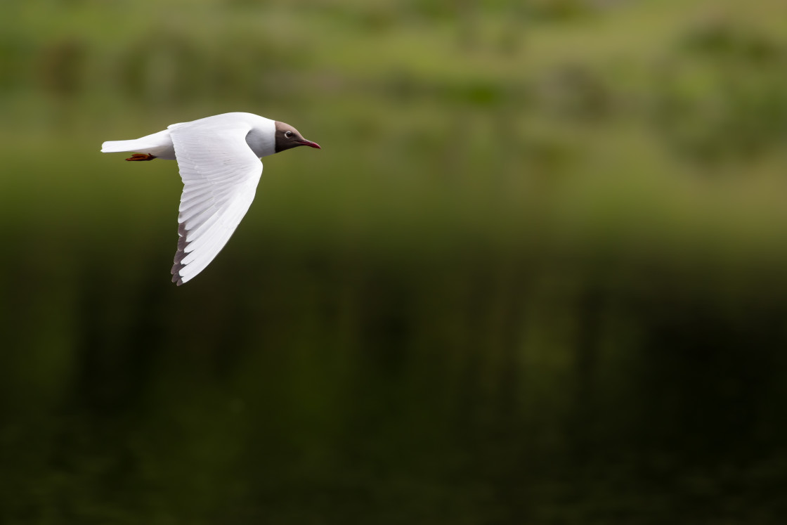 "Black-headed Gull in Flight" stock image