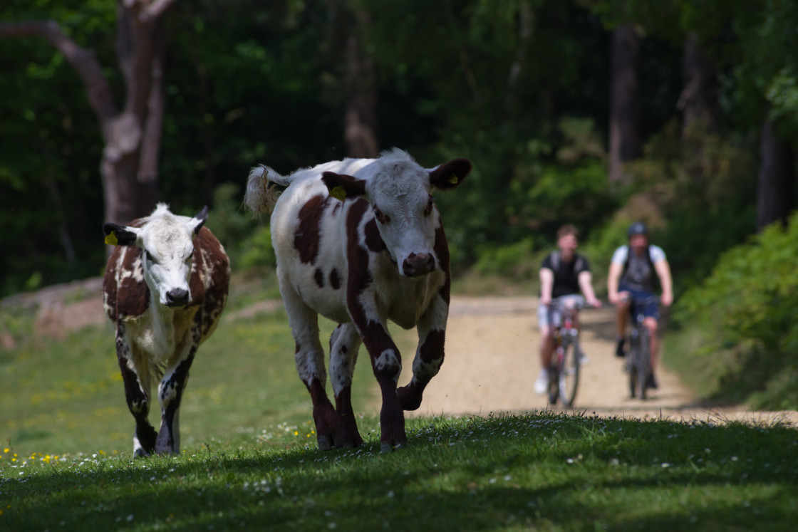 "Cows and Bikes" stock image