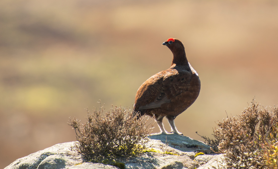 "Red Grouse, Forest of Bowland" stock image