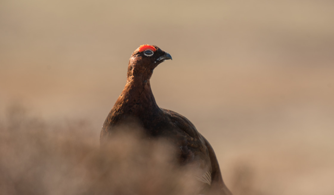 "Red Grouse, Forest of Bowland" stock image