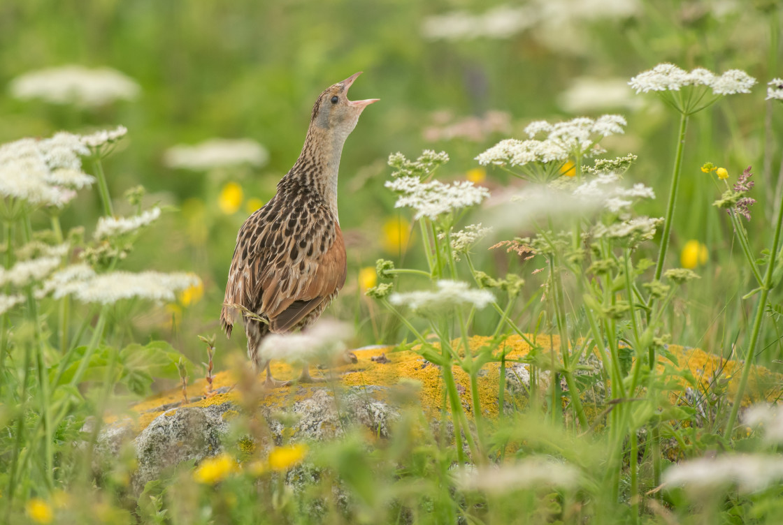 "Corncrake, North Uist" stock image