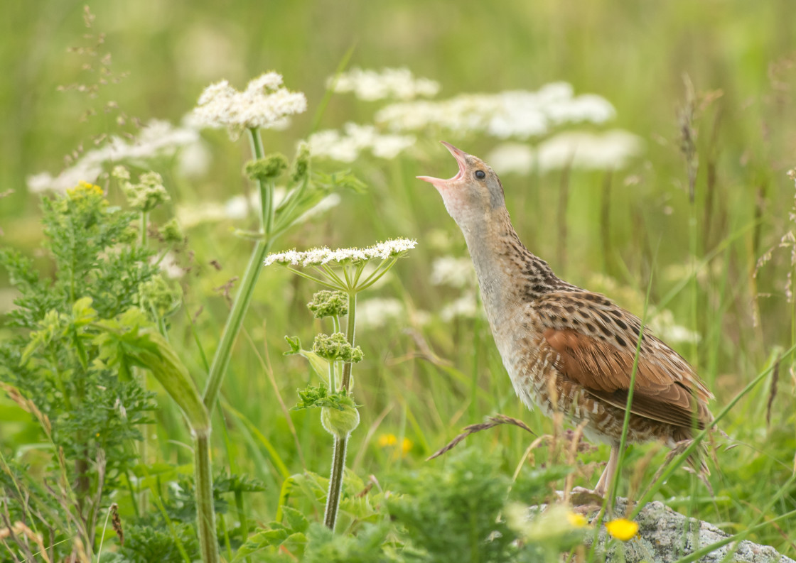 "Calling Corncrake" stock image