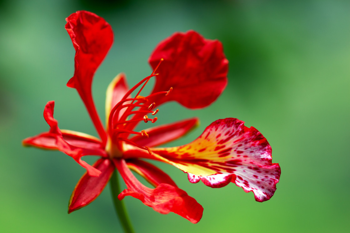 "FLAMBOYANT" by LYDIBERN.ART - £15.00 "FLAMBOYANT" stock image