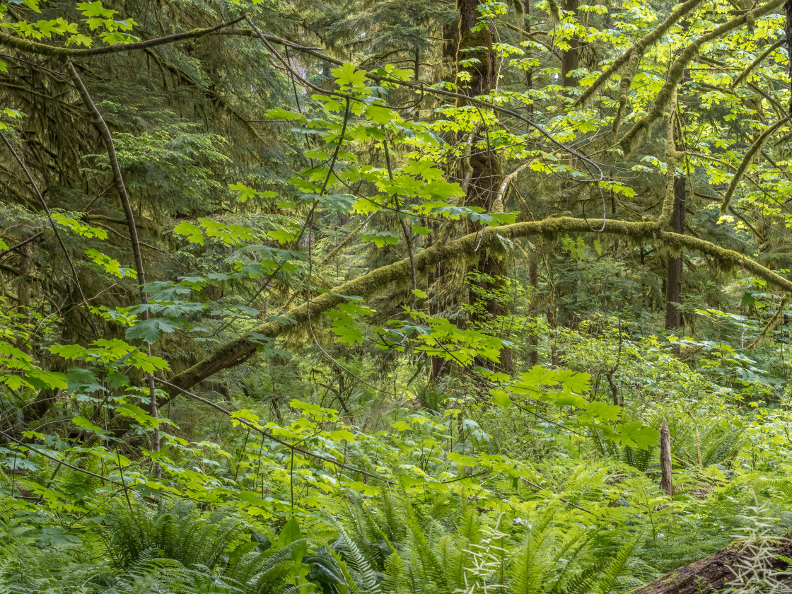 "Shades of Green" stock image