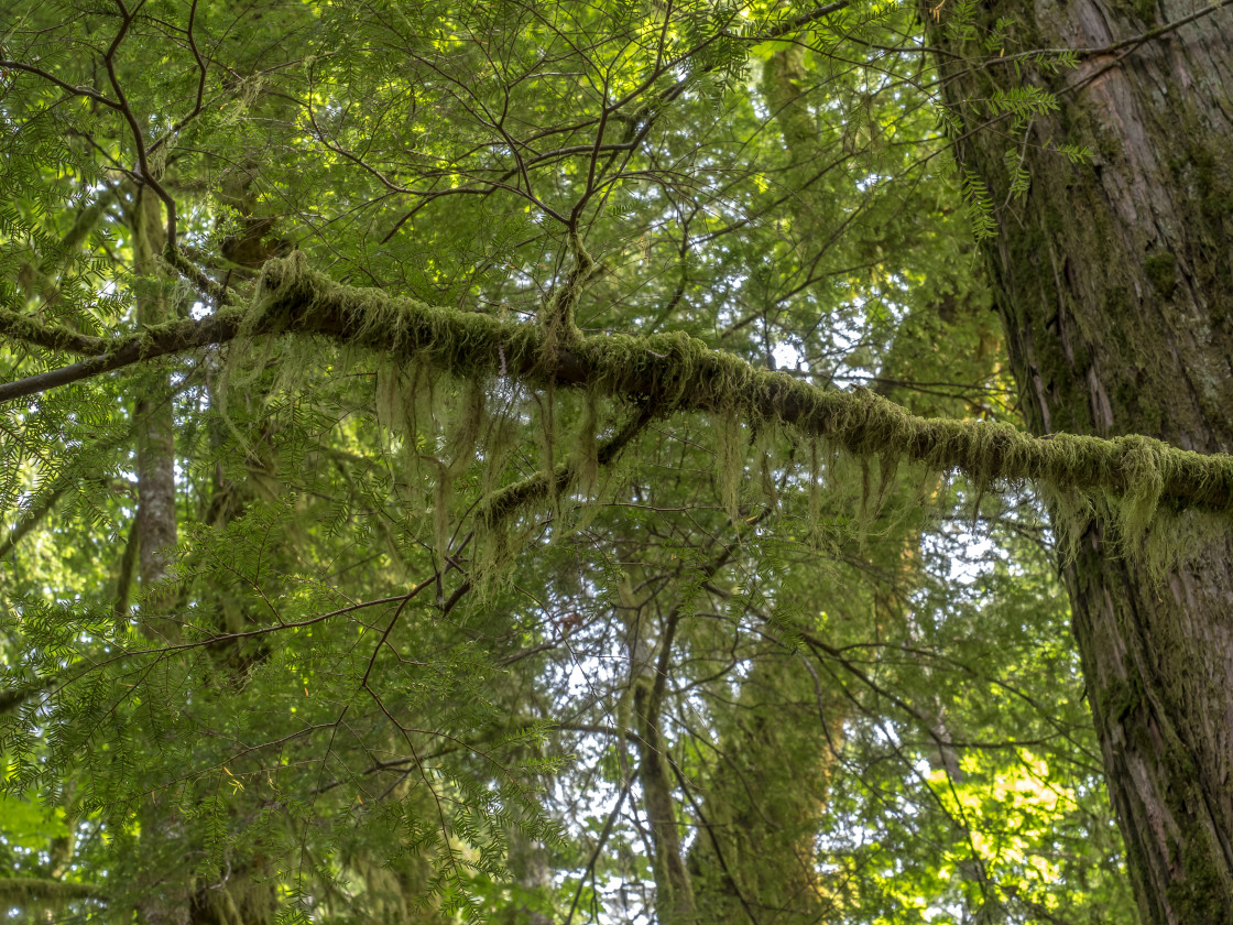 "Shades of Green" stock image