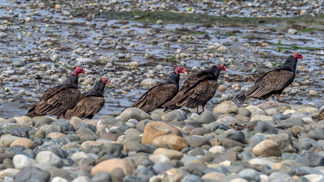 "Vultures in a Row" stock image