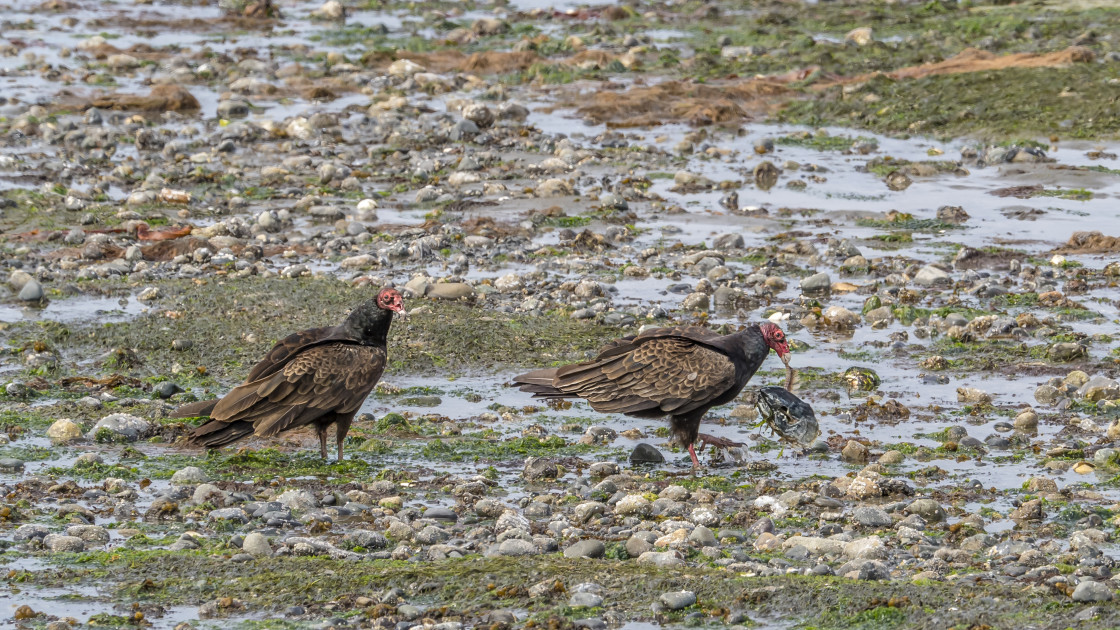 "Vulture fishing" stock image