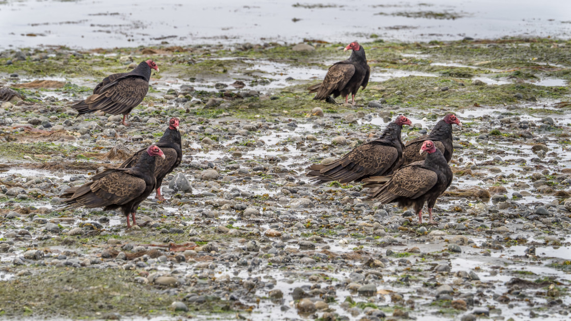 "Meeting of the Vultures" stock image