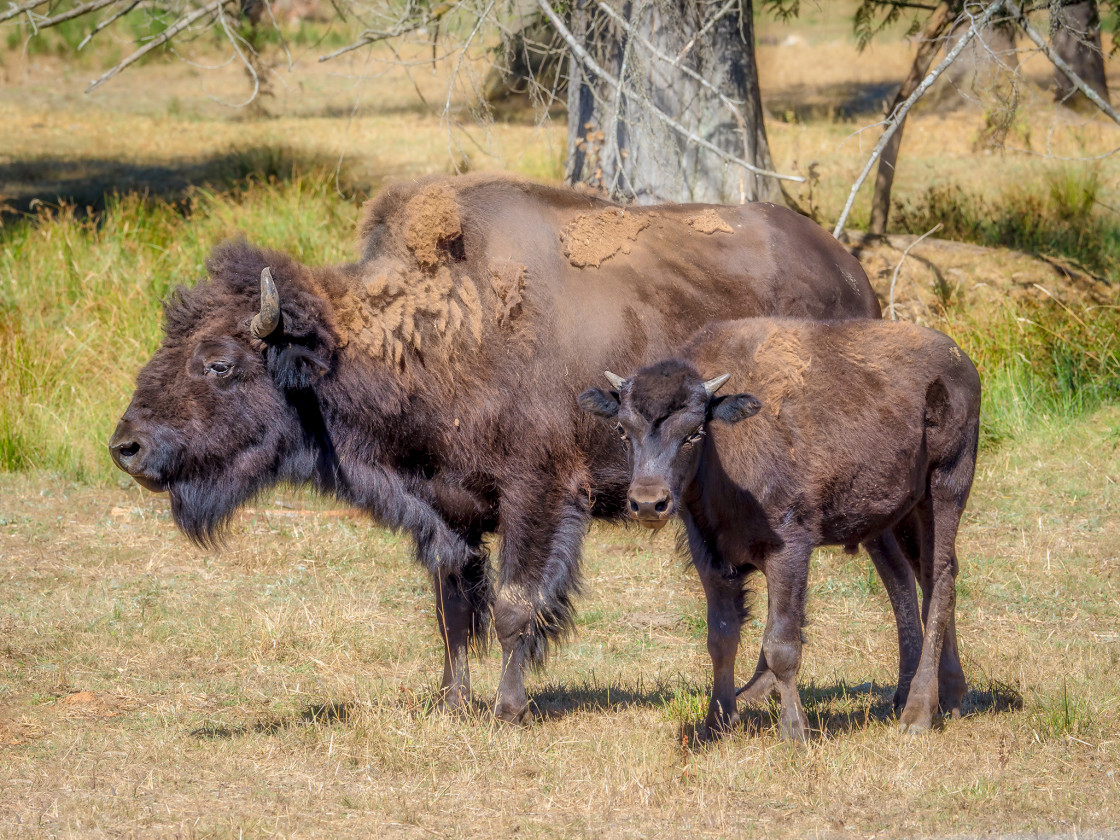 "Bison" stock image