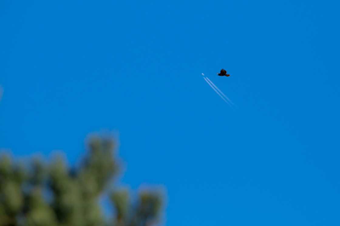 "Buzzard Souring with Plane" stock image