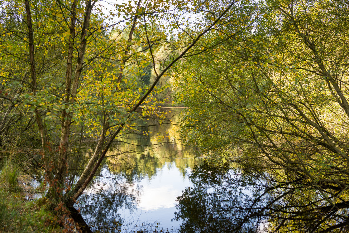 "Lake through the Trees" stock image