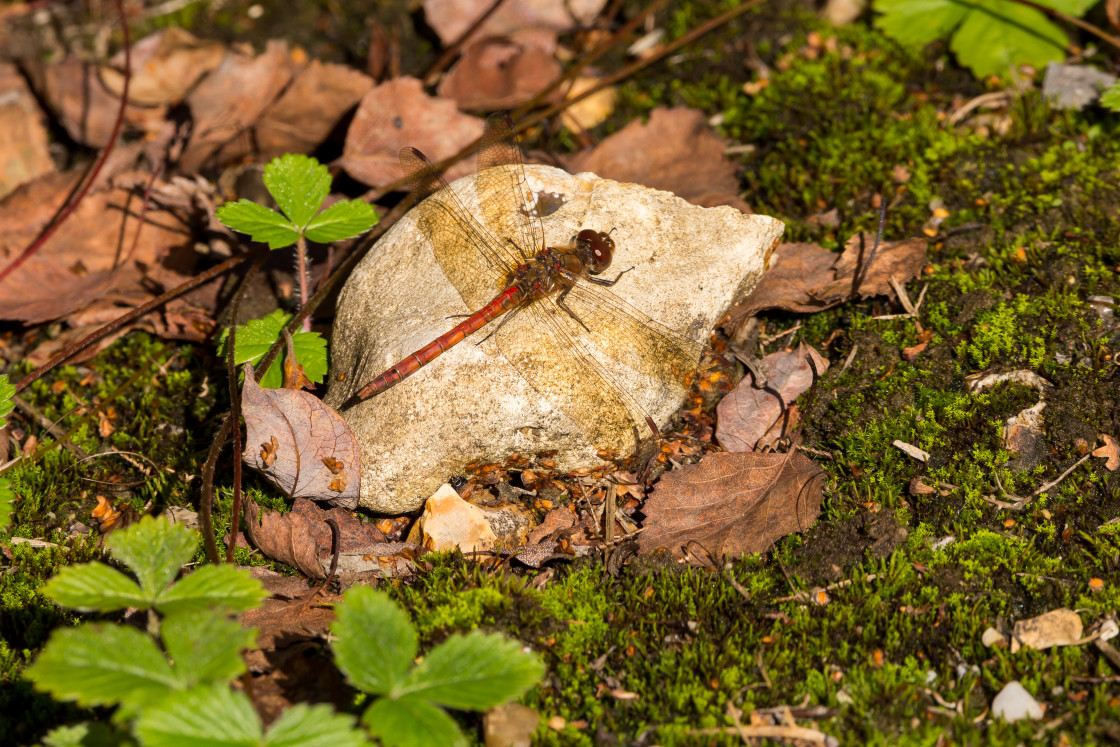 "Male Common Darter" stock image