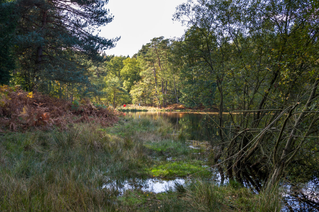 "Lake through the Trees" stock image