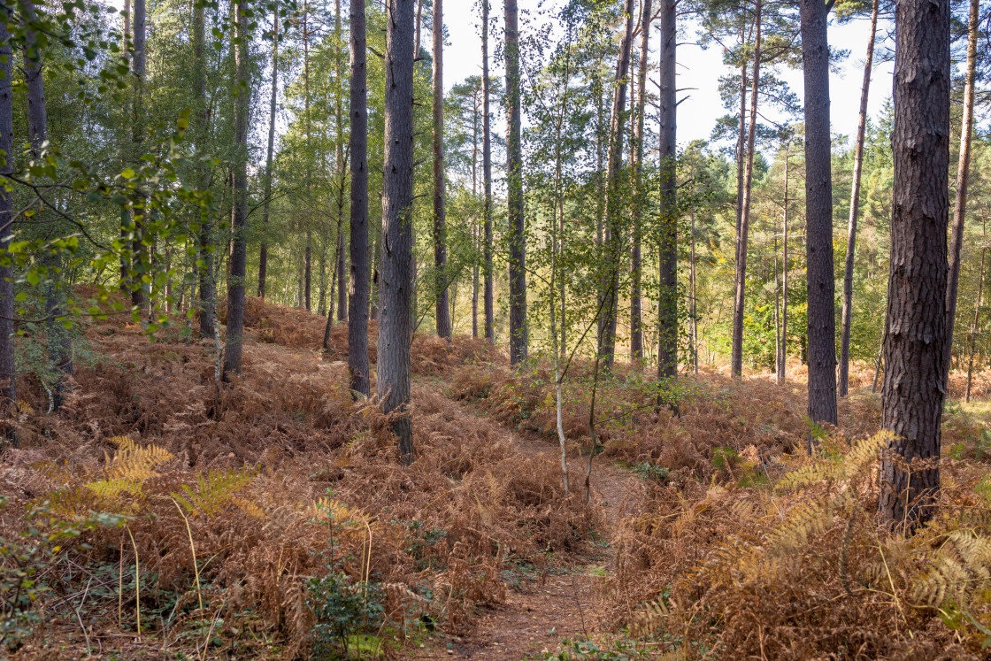 "Woodland Walk" stock image